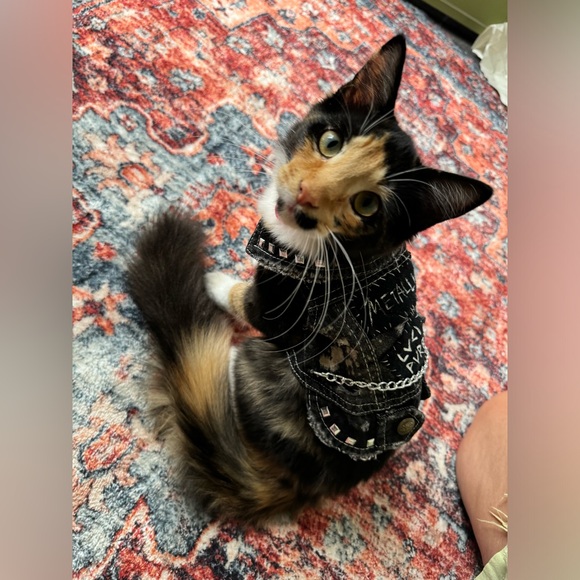 Metallicat Cat Vest - Picture 2 of 6